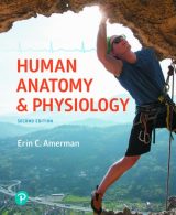 Human Anatomy & Physiology, 2nd edition