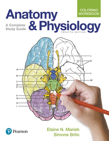 Anatomy and Physiology Coloring Workbook: A Complete Study Guide, 12th edition