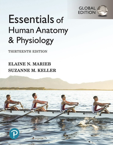 Essentials of Human Anatomy & Physiology, Global Edition, 13th edition