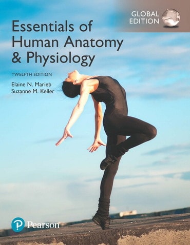 Essentials of Human Anatomy & Physiology, Global Edition, 12th edition